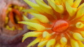   Orange Cup Corals West Escarceo Puerto Galera  
